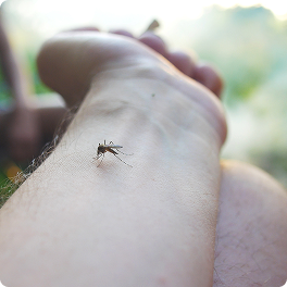 Mosquito en ambiente natural