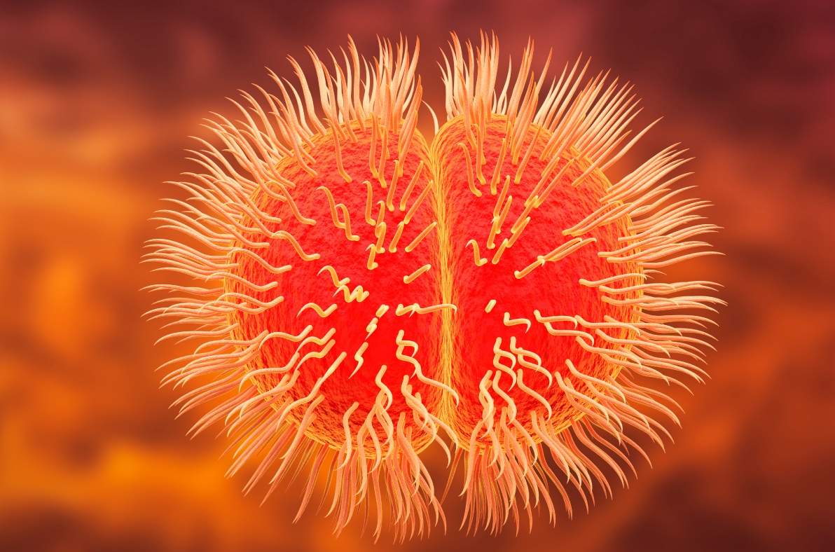 Representación de la bacteria meningococo